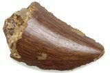 Bargain, Raptor Tooth - Real Dinosaur Tooth #376466-1